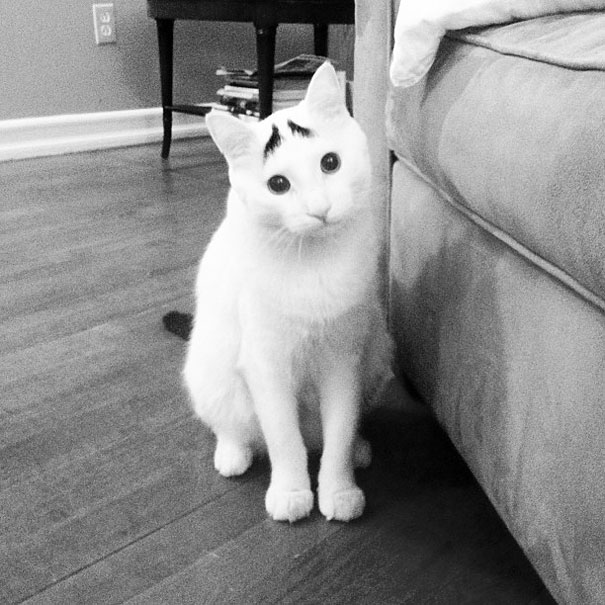 cat-with-eyebrows-03