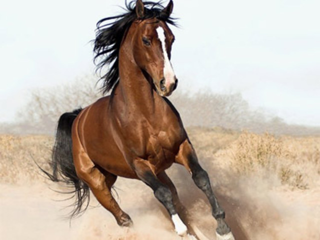 horse_ebooks_large_verge_medium_landscape-1