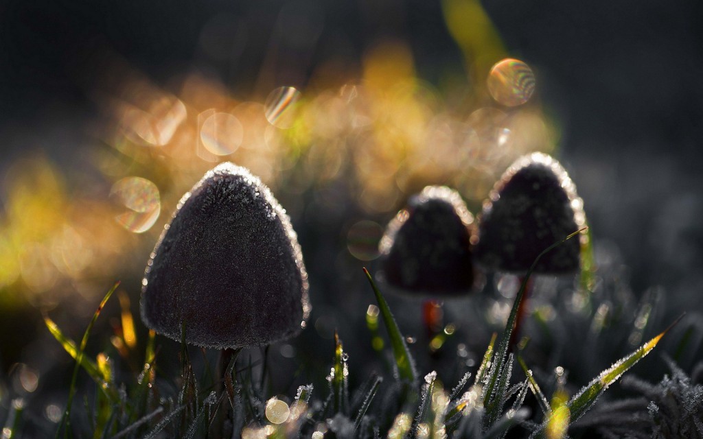 Mushrooms Into Twilight Wide Desktop Background